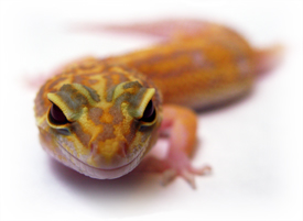 Picture of Gecko
